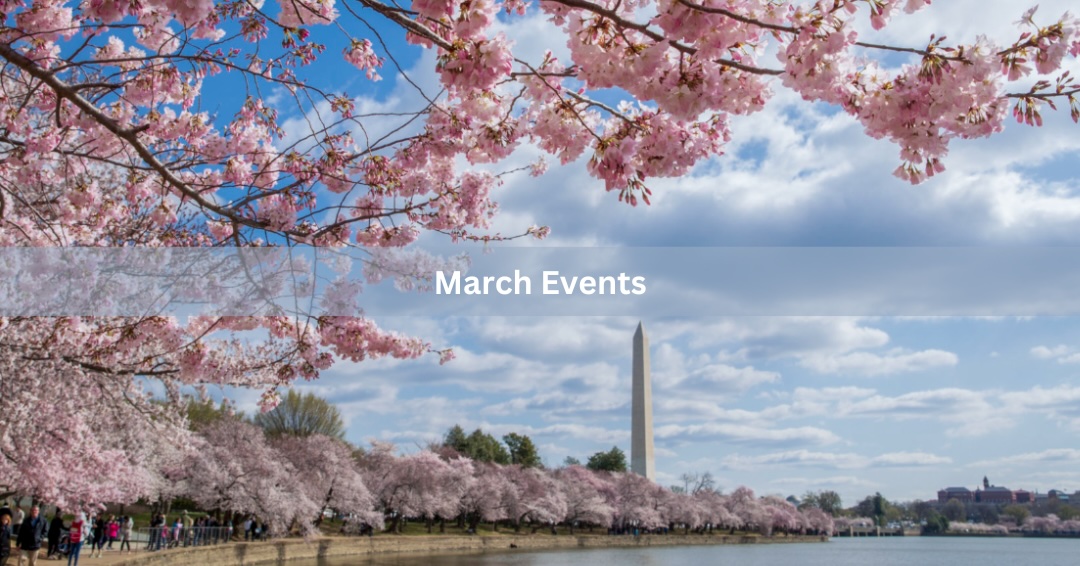 A picture of the Cherry Blossoms in Washington DC with the Washington Monument in the background