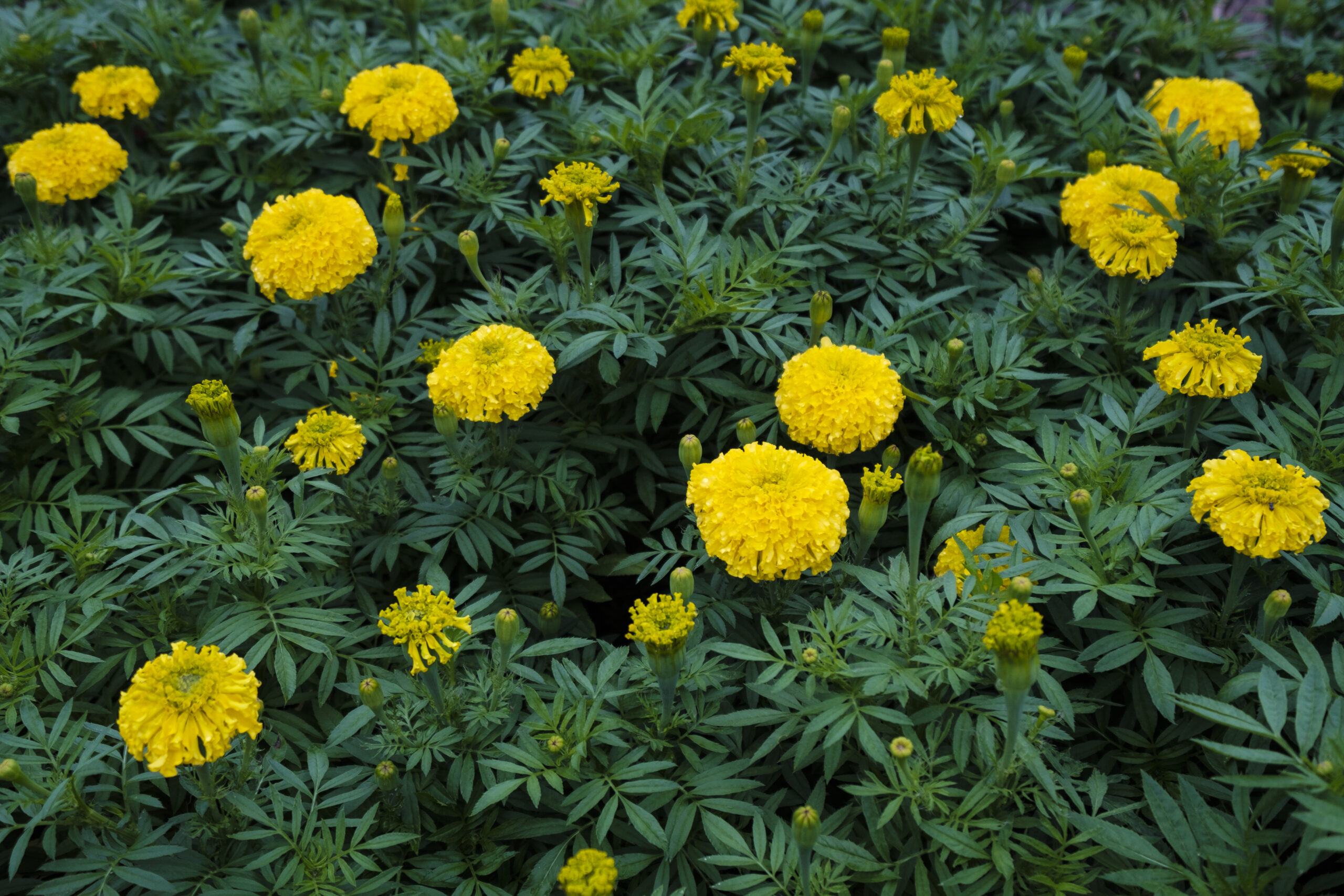 A grouping of marigolds in a garden